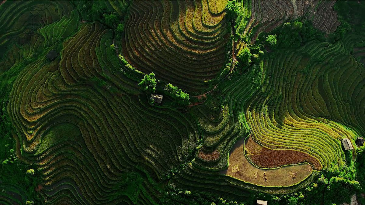 La Pán Tẩn mùa vàng